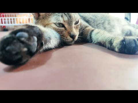 The Art Moments of Satisfying Cats