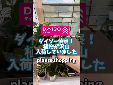 園芸 孔雀の植物、カラテア