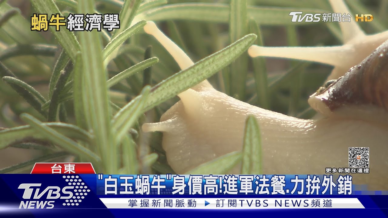 返鄉找出路自然　養殖「白玉蝸牛」進軍高檔餐廳