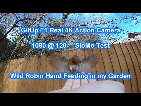 gitup-f1-camera-test-slow-motion--hand-feeding-wild-garden-robin