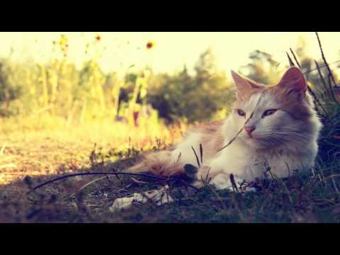 Faskil - How To Confuse A Cat (Blood Groove & Kikis Remix)