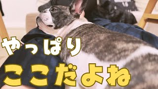 フレブルの特等席🐶