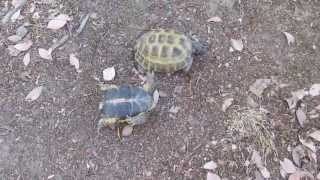 Male Russian Tortoise Coupling FAIL!