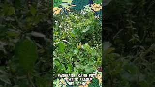 Download lagu LAGU KERABU ULAM PUCUK PAKU MAT OVER mp3