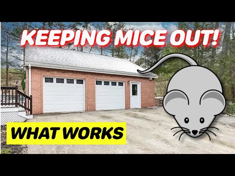 How to Keep Mice Out of Your Garage (Or Shed)
