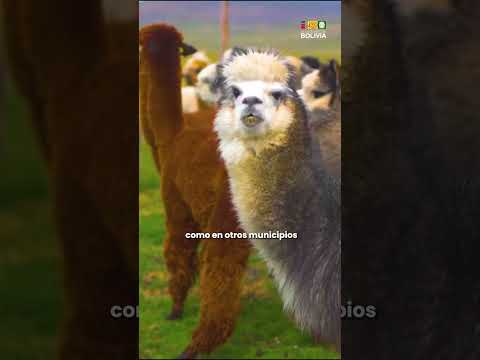 Turismo en Patacamaya