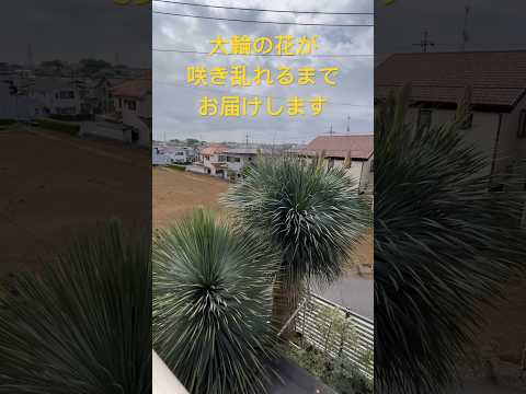 屋外のユッカを維持するにはどうすればよいですか?魔法の開花のチュートリアル!  庭園