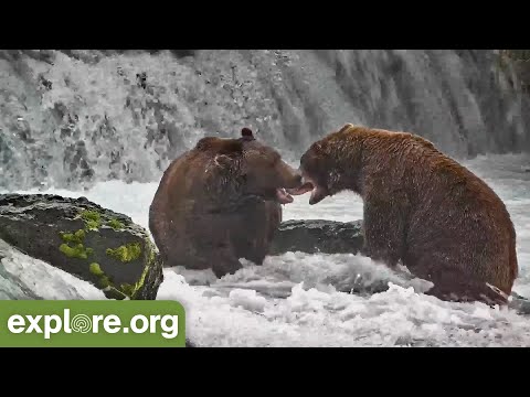 Bear 806 Defends her Cub/ Brown Bear Brawls / Holly’s return & Floof Cake Cubs! Best of Bear Cam.