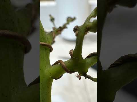 Make Model Railroad Scenery Trees from Grape Stems — Frontier & Pacific Historic Railworks