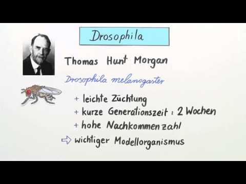 Das Drosophila-Chromosom - Genkopplung, Rekombination und Genkartierung | Biologie | Genetik