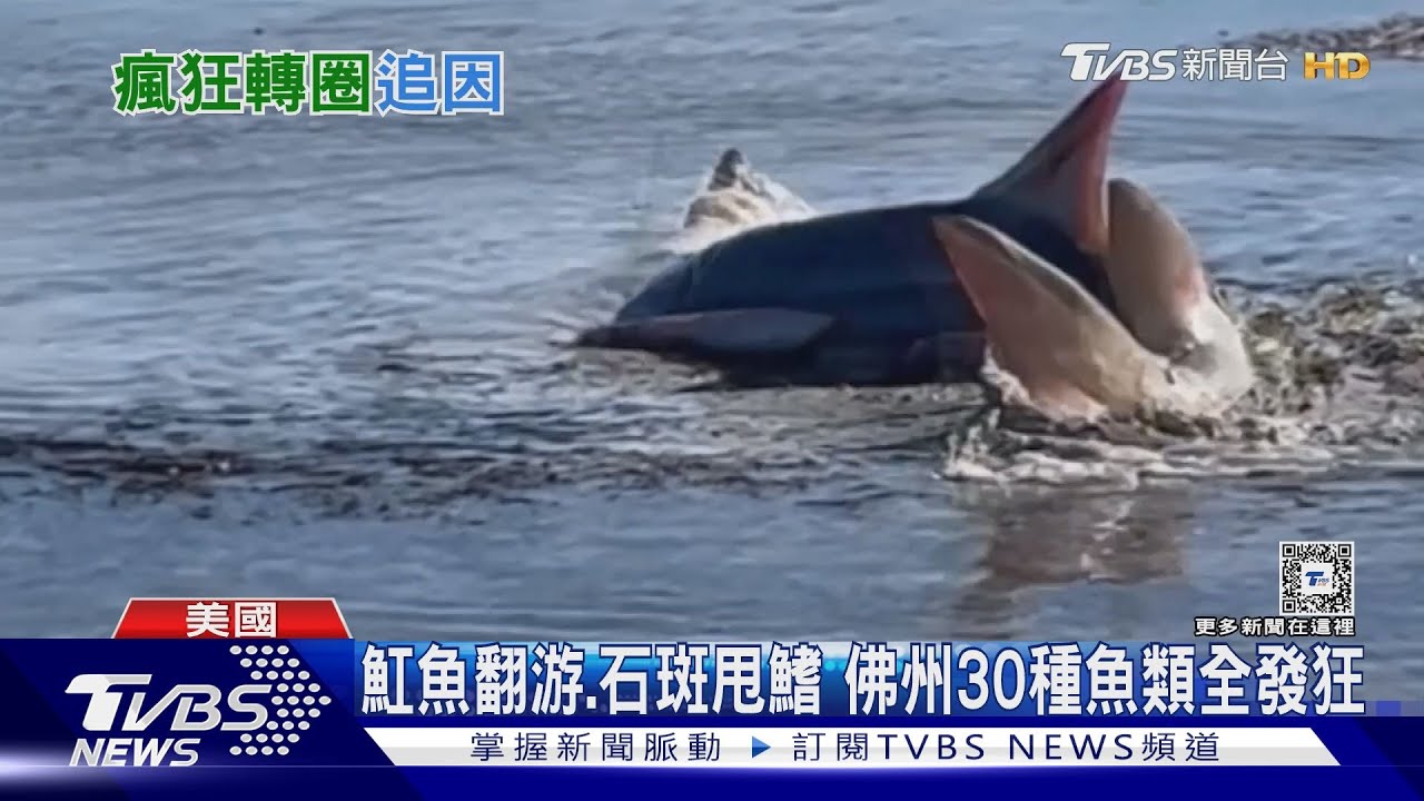 詭異預兆?美佛州30種魚類「如喪屍」 瘋狂轉圈亡