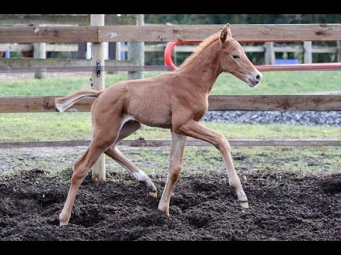 *Escolars Elf* Escolar- Vivaldi- Rohdiamant*Elfen damline*2019