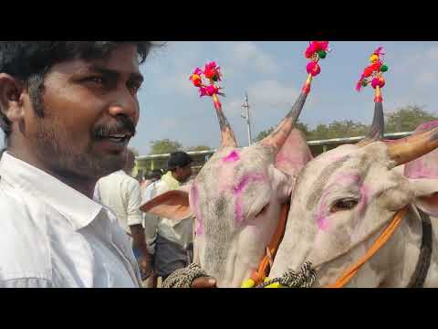 The Biggest size Killari Bulls || 2teeth bulls For sale