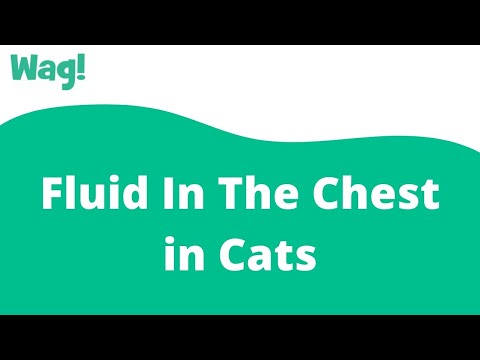 Fluid In The Chest in Cats | Wag!