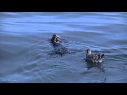 Morning View at Monterey Beach