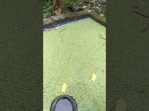rumput azolla sudah tua siap panen #shorts