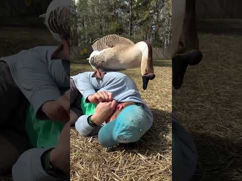 How does one survive a Miles the goose attack? Mallory saved my life!