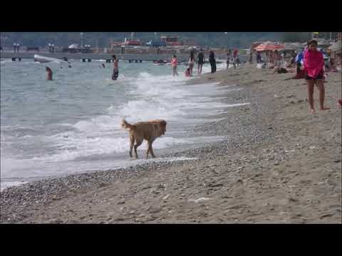 Summer, Sunset, Dogs, and Cats / Yaz, Gunesbatimi, Kopekler, ve Kediler / Verano