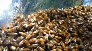 Year of BeeKeeping Episode 13, Start Making Queens