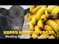 Beef vs Bananas: Which Wastes More Water? 
