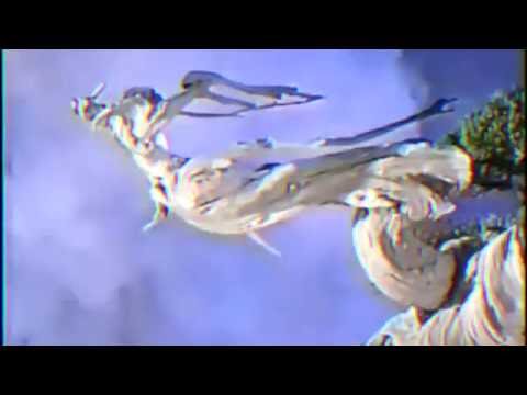 Warren Raww ~ Fresh Trimmed Bonsai