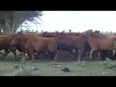 Lote 35 Vacas nuevas Preñadas en San Cayetano, Buenos Aires