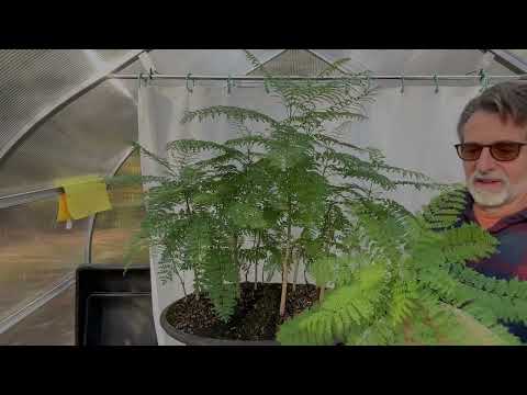 Jacaranda Forest Fall Pruning