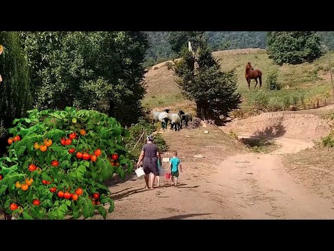 Grandma Prepared Winter Tomato Pickle in the Village