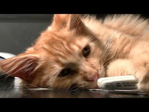 Baby cats -cute and funny cat videos  compilation #babycats #funnycats #animals #cutecat