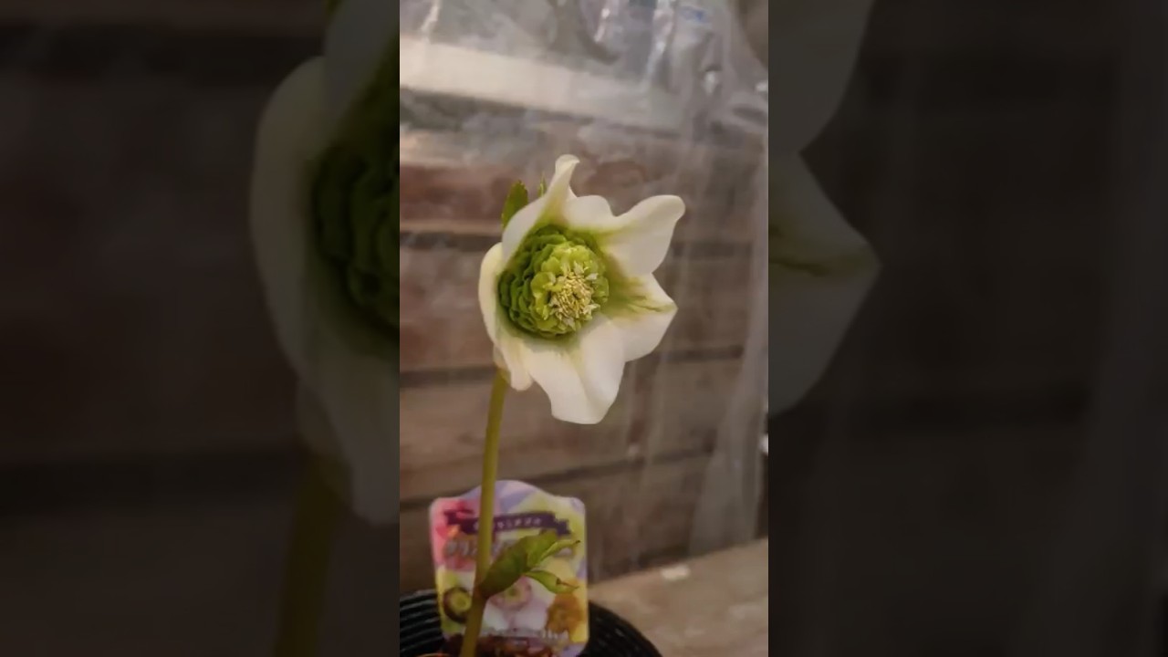 セミダブルクリスマスローズ🏵吉田園芸さんの生産ハウスから選んできた厳選株 #クリスマスローズ #helleborus #flowers #gardening