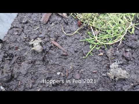 Bombina Variegata 2021