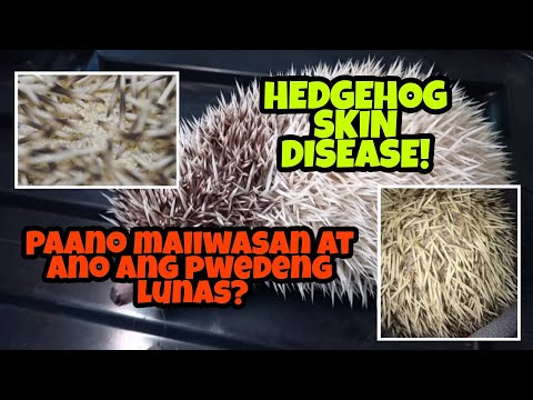 How to Avoid Hedgehog Skin Disease