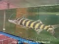 Brachyplatystoma juruense Brachyplatystoma juruense