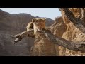 The Stampede The Lion King 1994 Vs 2019