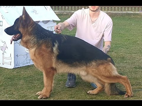 #BSZS2022 - TSB - Bax von der Rieser Perle