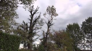 preview picture of video 'Pruning an oak tree - Elagage d'un chêne - Potatura di una quercia'
