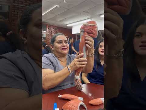 MÚSCULOS DEL MIEMBRO SUPERIOR - MANIQUÍ