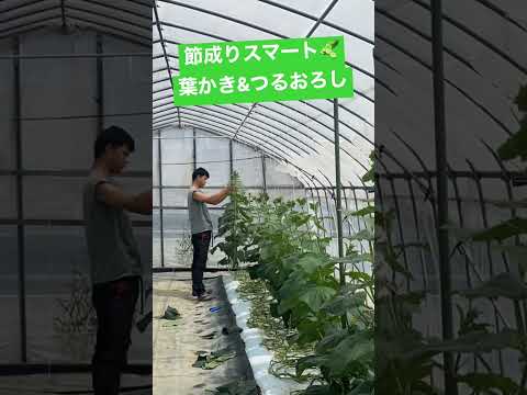 キュウリを育てるかどうか？キュウリをもっと増やすにはどうすればいいですか？  庭園