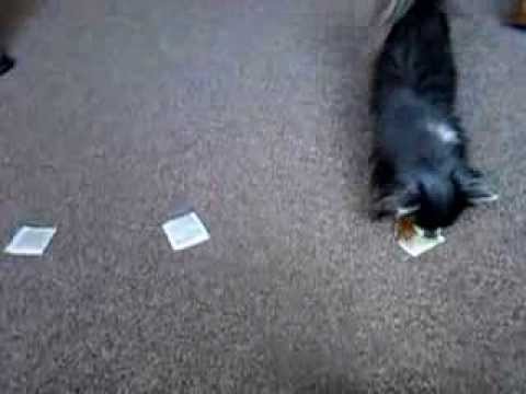 Nácvik rozlišování