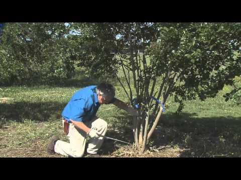 Pruning Crape Myrtle