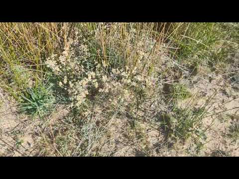 Oceanía del Polonio 21 de junio de 2025_2