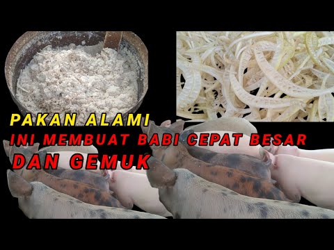 , title : 'pakan ALAMI ini membuat babi Cepat BESAR dan GEMUK peternakan babi di Lampung @perternakbabi'