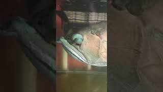 Download lagu super big silver arowana 6yrs old.. mp3 Download lagu super big silver arowana 6yrs old.. mp3