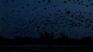 MVI_7972.AVI Sand Hill Cranes Before Sunrise, Gibbon Nebraska 30Mar2010