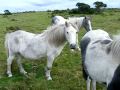St Neot Wild Ponies