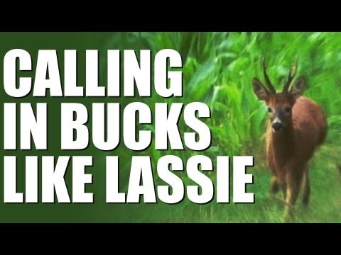 Fieldsports Britain – Calling in bucks like Lassie Fieldsports Britain – Calling in bucks like Lassie