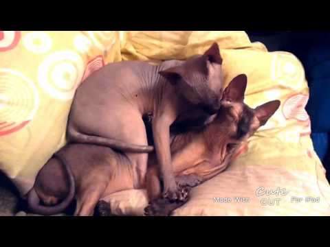 My Cute Cats =^_^= Милашные сфинксы)