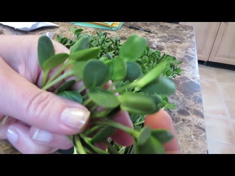 How to Grow Sunflower Sprouts and Microgreens