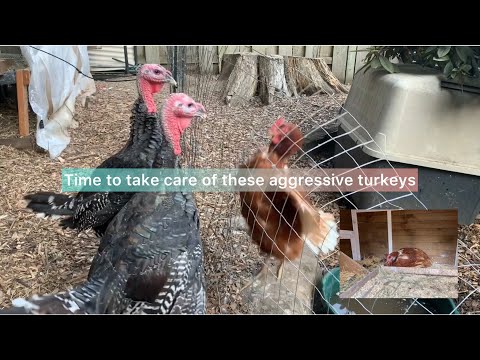 What I have to do with my aggressive turkeys￼!!!