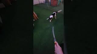 Video preview image #1 Border Collie Puppy For Sale in Highland, IL, USA